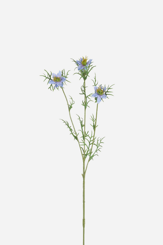 Black Seed Grass Blue Purple