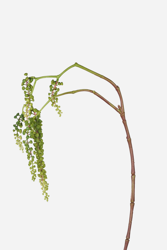 Pokeweed Green