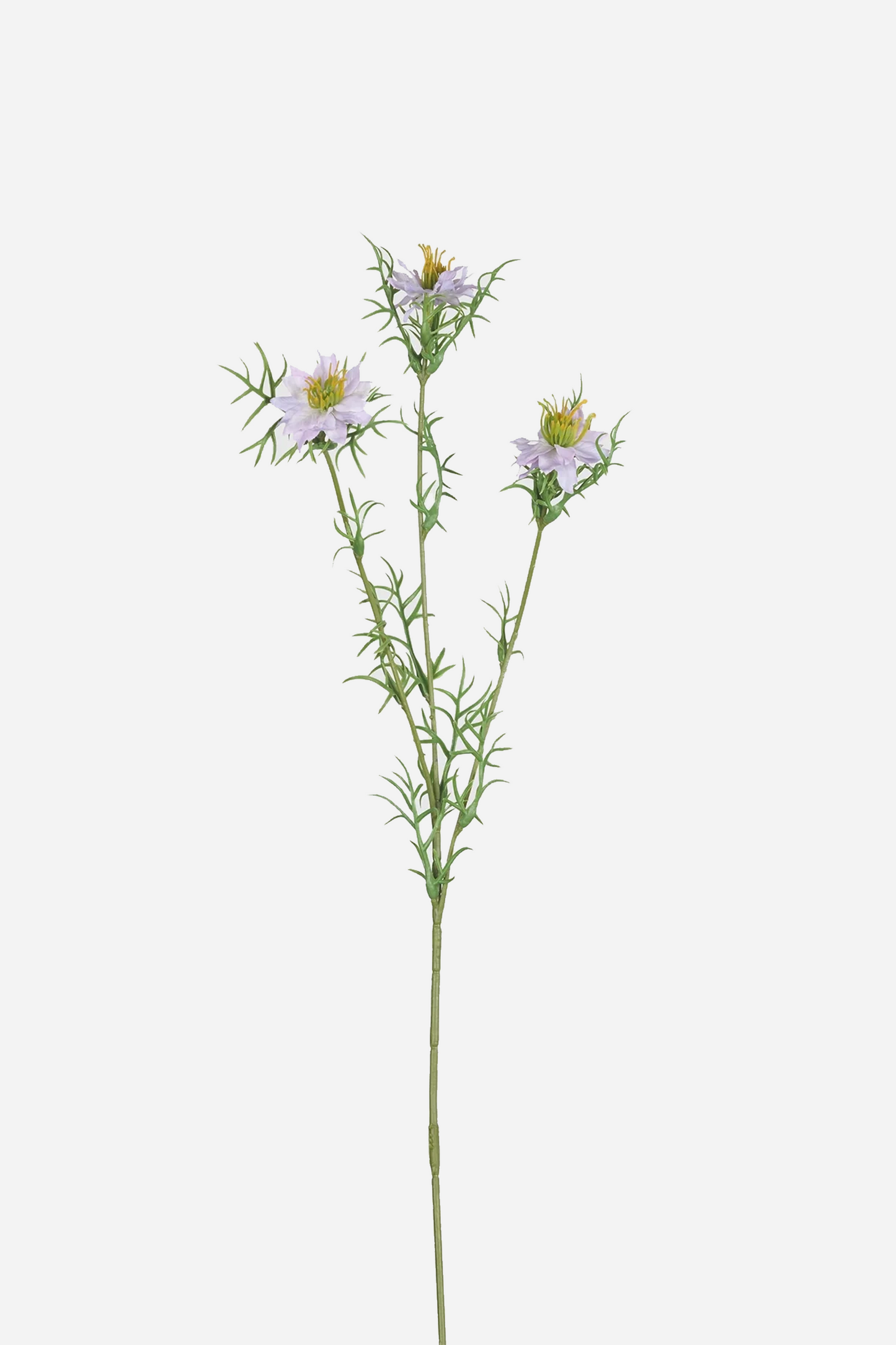 Black Seed Grass Light Purple