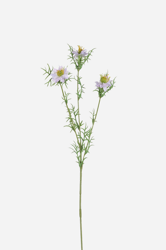 Black Seed Grass Light Purple